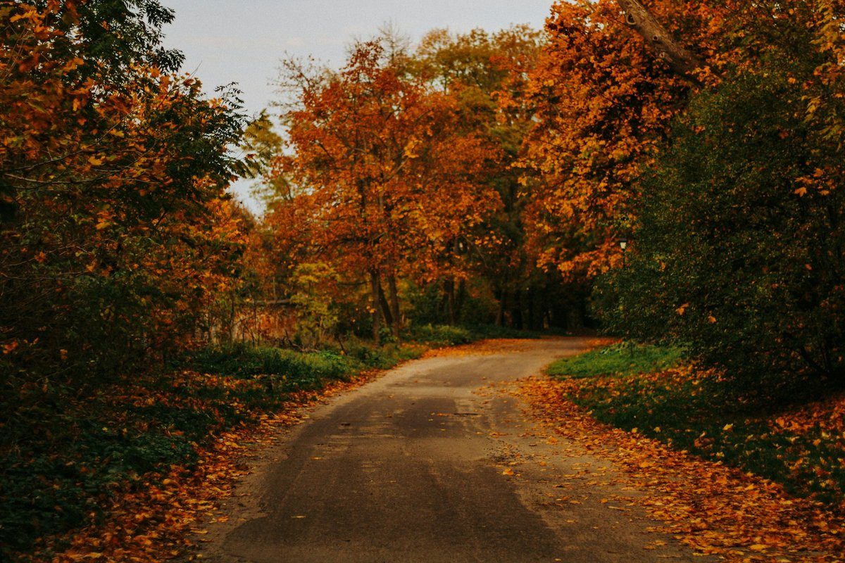Chemin de parc bordé d'arbres aux feuilles d'automne