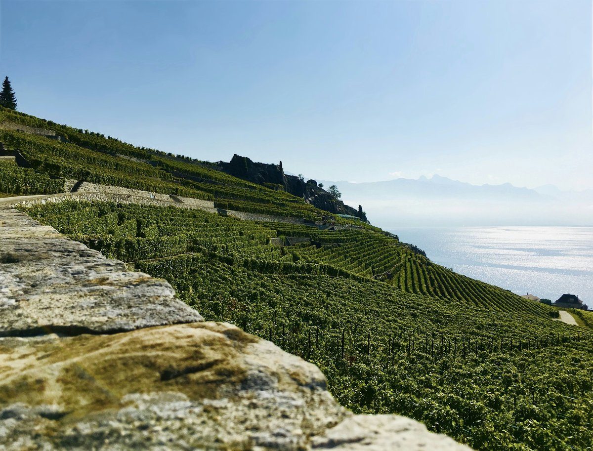 Muret de pierre sèche et vignes en terrasses au-dessus du lac