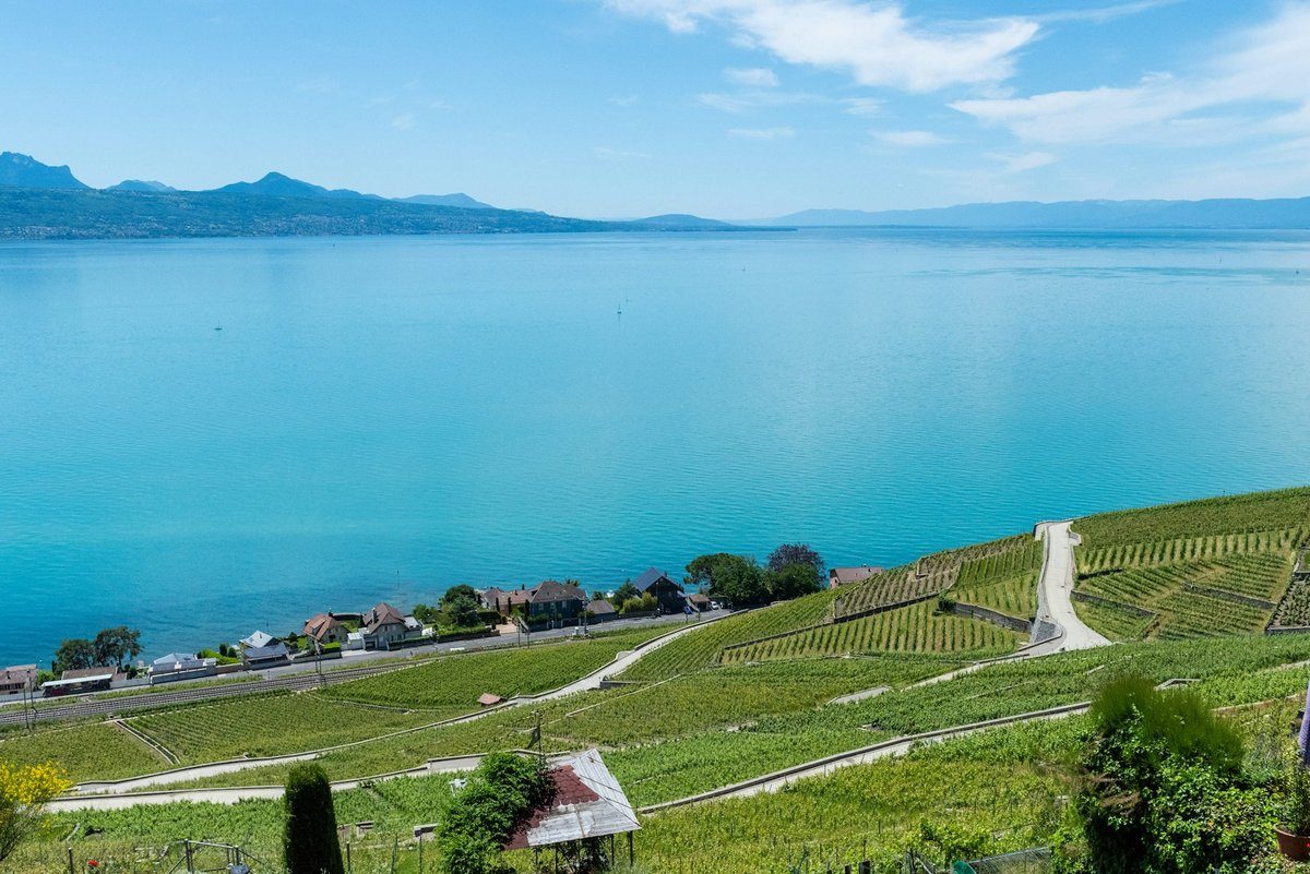 Le Léman turquoise vu depuis des rangées de vignes en surplomb